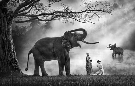 Elephants And Monks 1