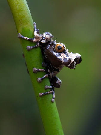 Crowned Tree Frog