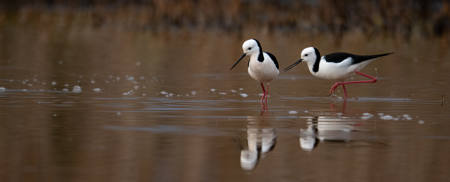 Morning On The Morass