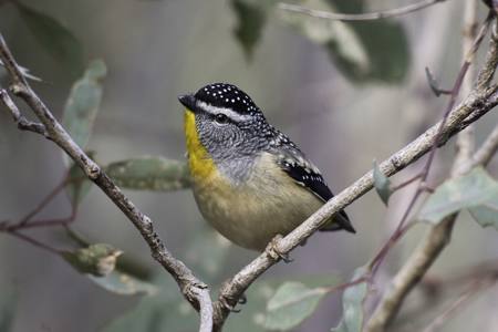 Spotted Pardalote