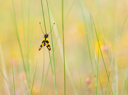 Owlfly In Summer Meadow