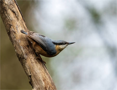 Nuthatch