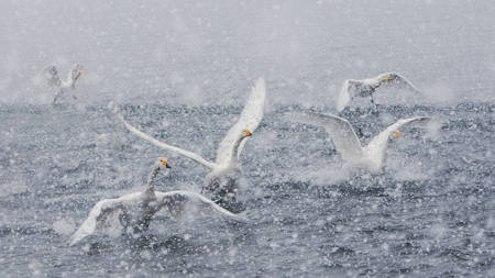 Catch Shrimp C5O1-Snow Fly 5