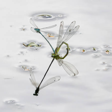 Azure Damselflies Mating