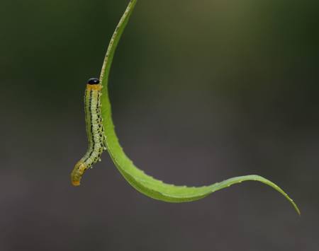 Willow Sawfly Larva