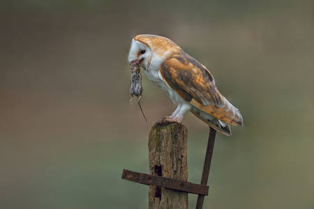 Barn Owl With Vole