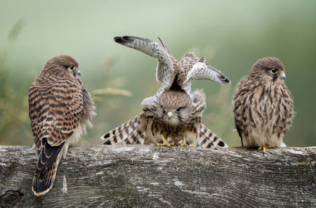Three Baby Kestrels