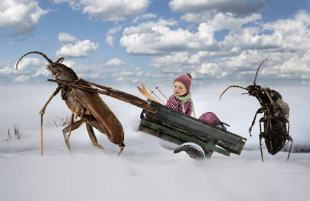 Beetles In Snow