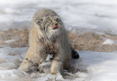 Pallas Cat, Mongolia