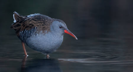 Water Rail With Frost On Feathers