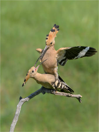 Hoopoe Male Offering Mate A Spider