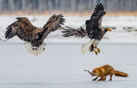 Frightened Ezo Fox Under Attack