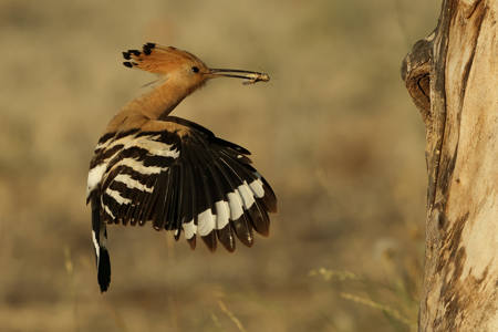 Hoopoe Comes With Grass Hopper