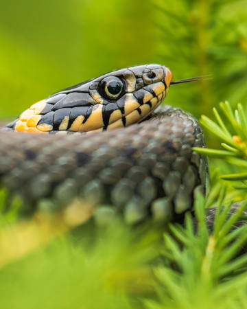 Snake Top Of The Tree