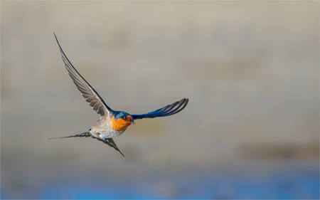 Swallow In Flight 9945