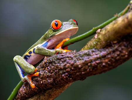 Red-Eyed Tree Frog 01