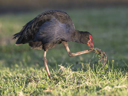 Swamp Hen Feeding