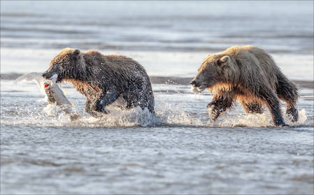 Bear Chasing 2