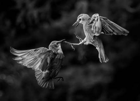 Squabbling Starlings