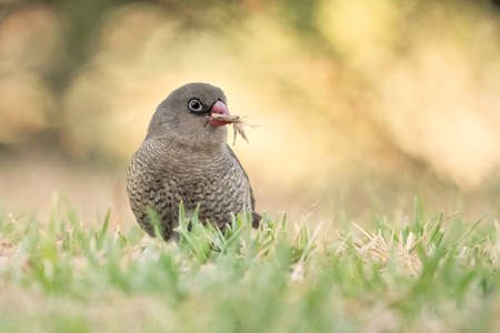 Young Firetail