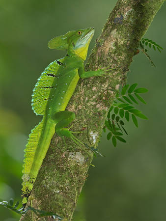 Common Basilisk