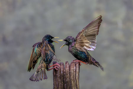 Bickering Starlings
