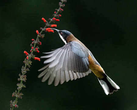 Eastern Spinebill 2