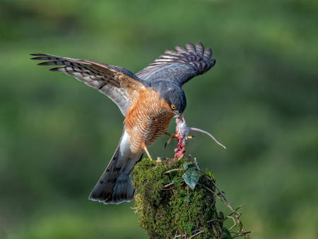 Wild Sparrowhawk With Mouse
