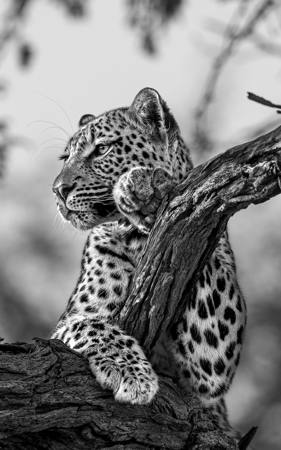 Leopard Lateral View