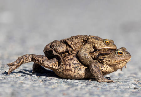 Common Toads - Amplexus