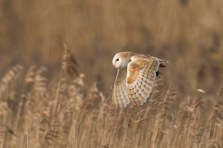 Barn Owl With Catch