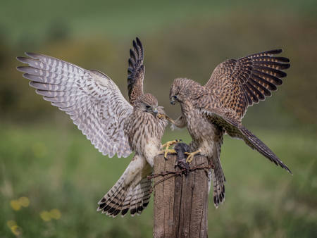 Pair Kestrels