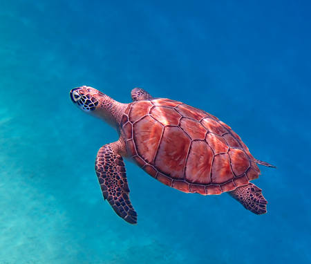Caribbean Turtle Coming Up For Air
