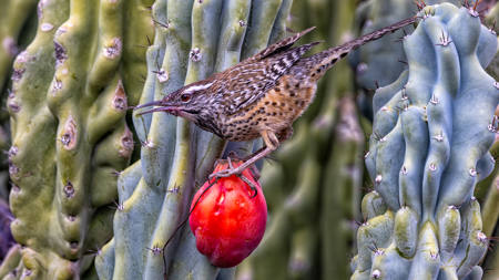 Cactus Wren Spiky Prize