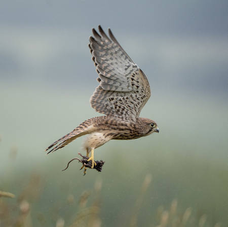 Off Home With Dinner