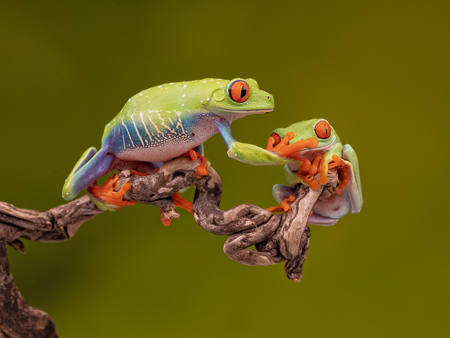 Red Eyed Green Tree Frogs Push