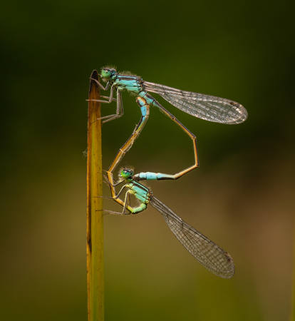 Blue-Tailed Damselfly Mating Wheel
