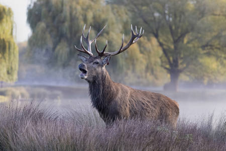 Red Deer Stag Roaring