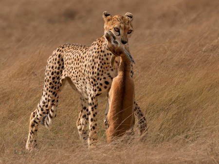 Female Cheetah With Gazelle Prey