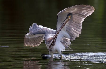 Tri Coloured Heron Shade Fishing