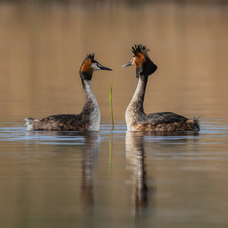 Love Is Two