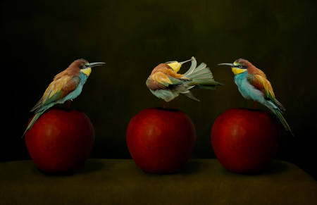 Todays Lesson Tail Preening