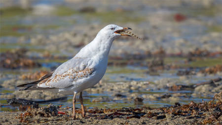 Gull With Sand Worm 7415