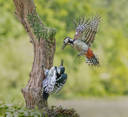 Great Spotted Woodpeckers Dispute