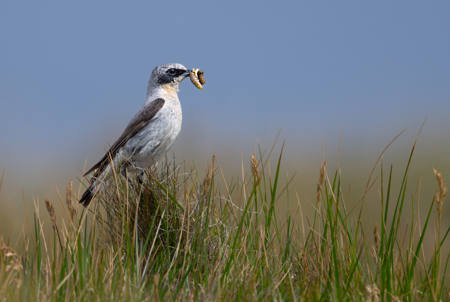 Meal In The Meadow