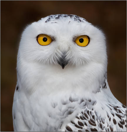 Snowy Eyes