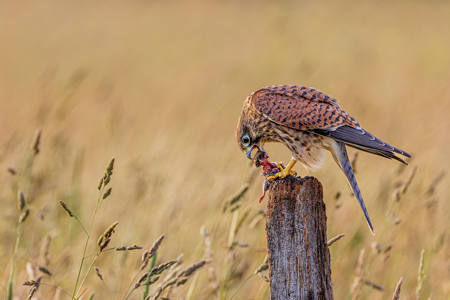 Kestral On Feeding Post