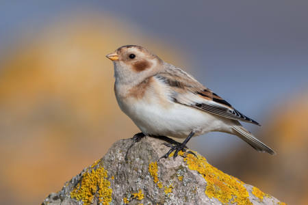 Snow Bunting
