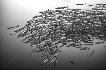 Chevron Barracuda School