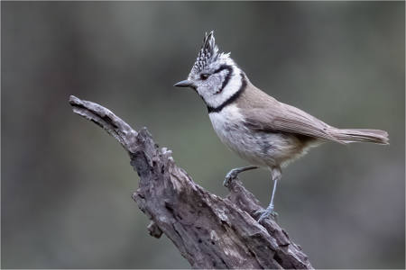 Crested Tit